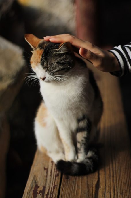 A calico cat being gently petted while sitting on a wooden surface.