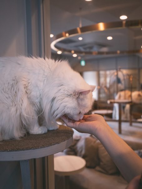 A fluffy white cat being hand-fed by a person in a cozy indoor space.