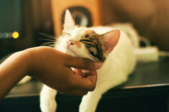 A hand gently pets a relaxed cat resting on a desk.