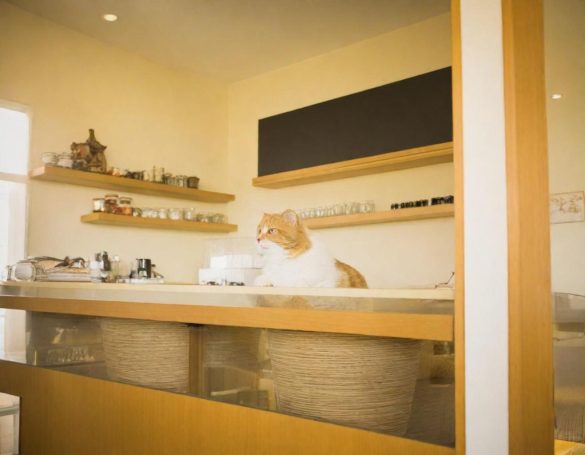 A cat sitting on a kitchen counter with shelves displaying kitchenware.