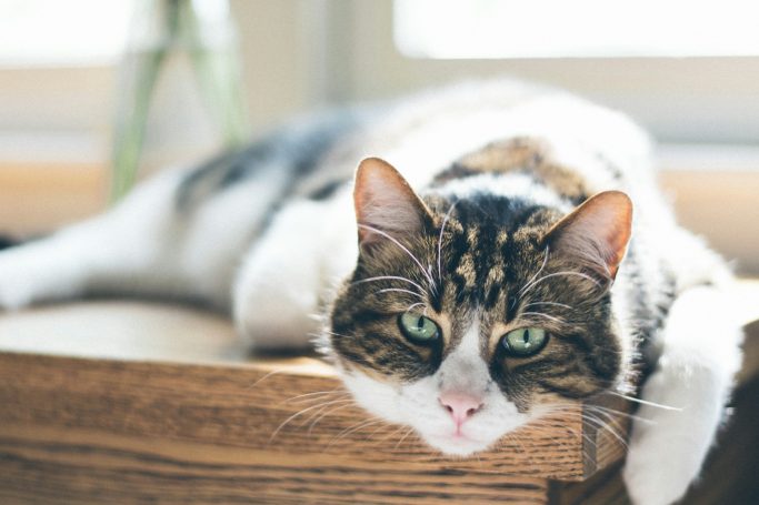 Tabby cat resting on a wooden surface with green eyes and a relaxed posture.