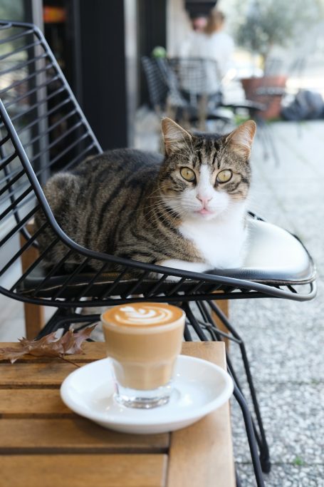A tabby cat resting on a chair beside a cup of coffee on a wooden table.